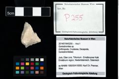 Foto (Objekt + Etikett) von Goniodromites sp.  (NHMW-GEO-2014-0194-0255)